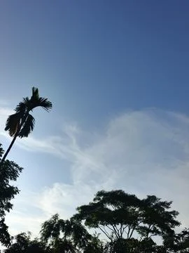 Blue Sky With Wispy Clouds Above Tropical Trees Blue Sky With Wispy Clouds  Stock Photos