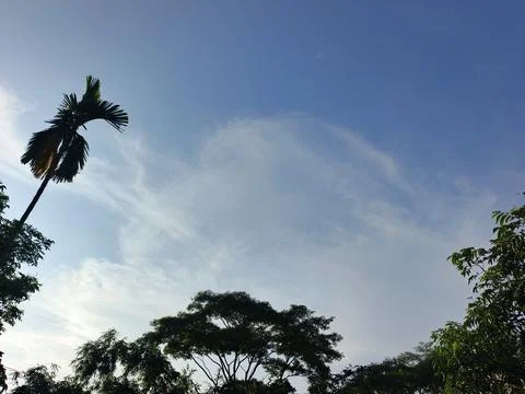 Blue Sky With Wispy Clouds Above Tropical Trees Blue Sky With Wispy Clouds  Foto stock