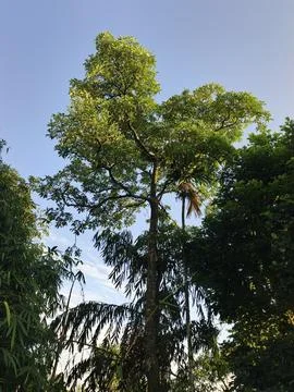 Blue Sky With Wispy Clouds Above Tropical Trees Blue Sky With Wispy Clouds  写真素材