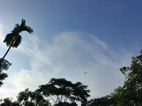 Blue Sky With Wispy Clouds Above Tropical Trees Blue Sky With Wispy Clouds  Stock Photos