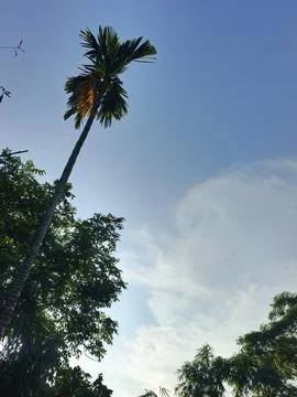 Blue Sky With Wispy Clouds Above Tropical Trees Blue Sky With Wispy Clouds  Stock Photos