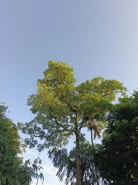 Blue Sky With Wispy Clouds Above Tropical Trees Blue Sky With Wispy Clouds  写真素材