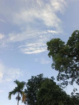 Blue Sky With Wispy Clouds Above Tropical Trees Blue Sky With Wispy Clouds  写真素材