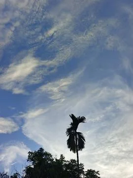 Blue Sky With Wispy Clouds Above Tropical Trees Blue Sky With Wispy Clouds  Stock Photos