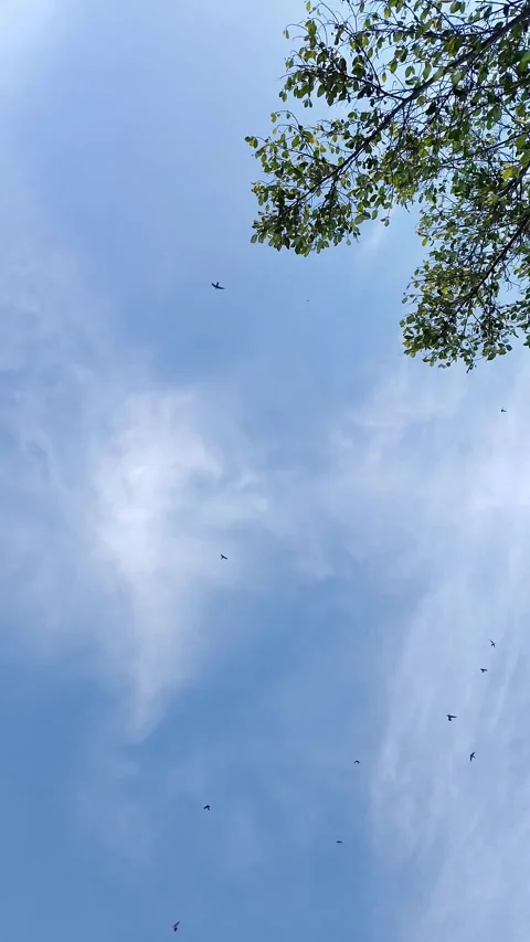 Blue sky with wispy clouds and tree branches above Stock Footage 331202090
