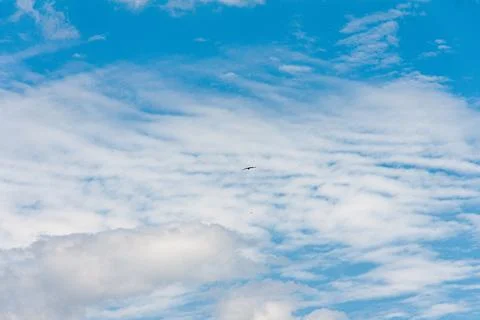 Blue sky withe clouds , bird flying Stock Photos