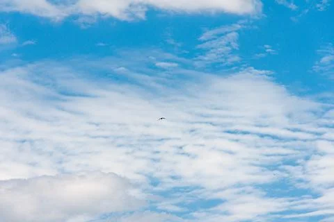 Blue sky withe clouds , bird flying Stock Photos