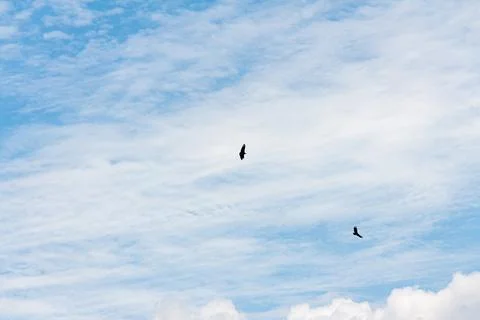 Blue sky withe clouds , bird flying Stock Photos