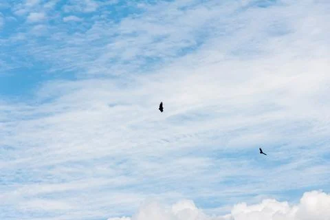 Blue sky withe clouds , bird flying Stock Photos