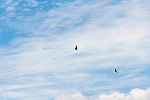 Blue sky withe clouds , bird flying Stock Photos