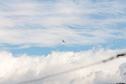 Blue sky withe clouds , bird flying Stock Photos