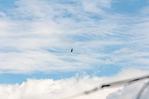 Blue sky withe clouds , bird flying Stock Photos