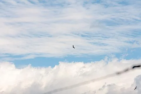 Blue sky withe clouds , bird flying Stock Photos