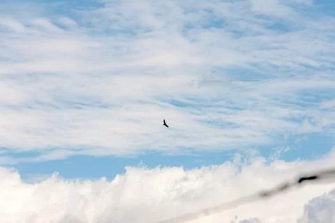 Blue sky withe clouds , bird flying Stock Photos