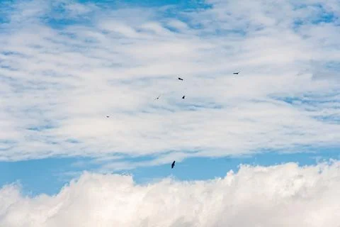 Blue sky withe clouds , bird flying Stock Photos