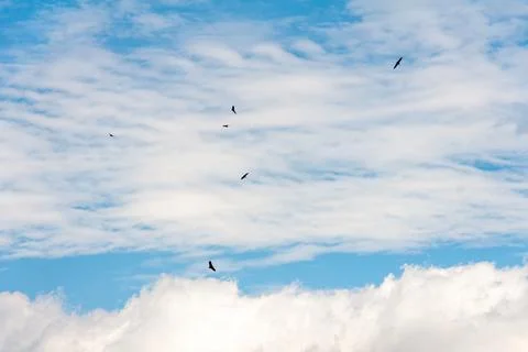 Blue sky withe clouds , bird flying Stock Photos