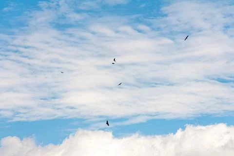 Blue sky withe clouds , bird flying Stock Photos