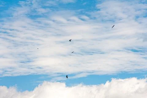 Blue sky withe clouds , bird flying Stock Photos