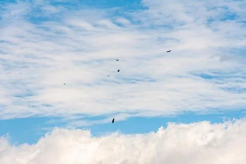 Blue sky withe clouds , bird flying Stock Photos
