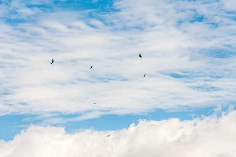 Blue sky withe clouds , bird flying Stock Photos