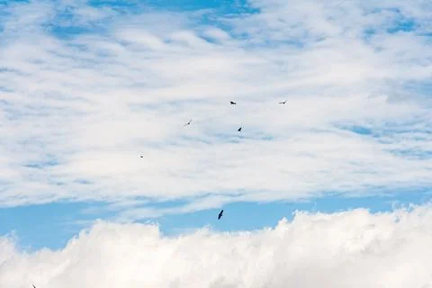 Blue sky withe clouds , bird flying Stock Photos