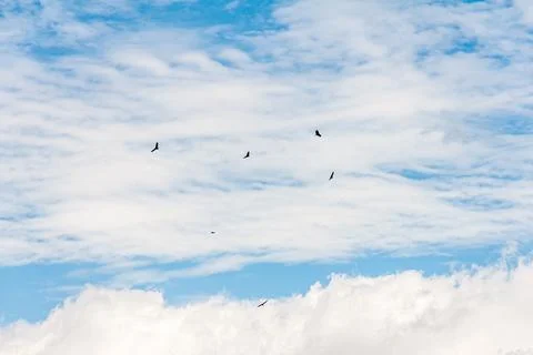 Blue sky withe clouds , bird flying Stock Photos
