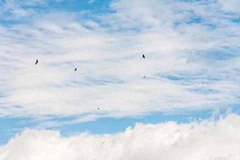 Blue sky withe clouds , bird flying Stock Photos