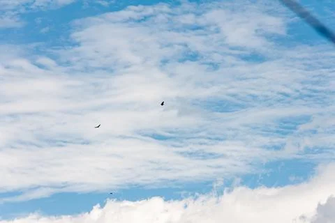 Blue sky withe clouds , bird flying Stock Photos