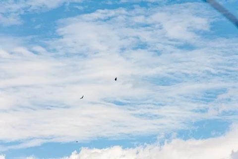 Blue sky withe clouds , bird flying Stock Photos