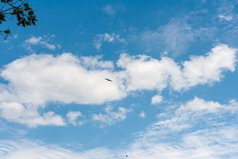 Blue sky withe clouds , bird flying Stock Photos