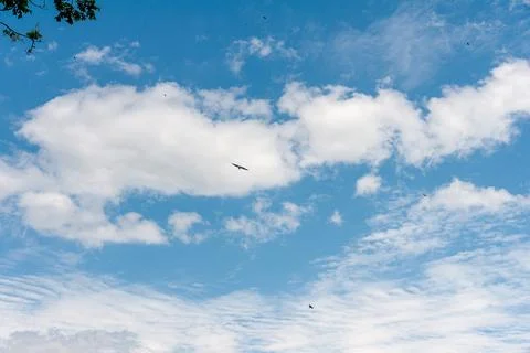 Blue sky withe clouds , bird flying Stock Photos