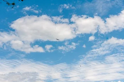 Blue sky withe clouds , bird flying Stock Photos