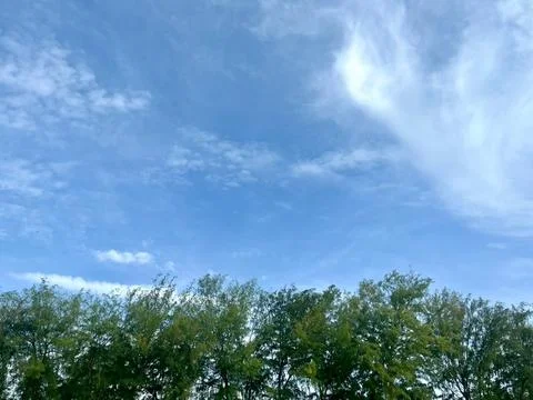 Blue skyand the tree Stock Photos