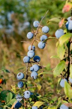 Blue sloe Stock Photos