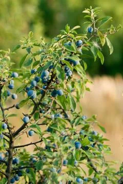 Blue sloes Stock Photos