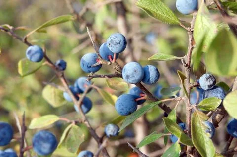 Blue sloes Stock Photos