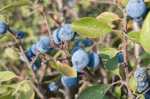 Blue sloes Stock Photos