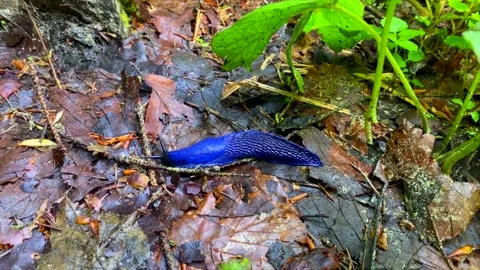 Blue slug Bielzia coerulans in Mountains 13 Stock Footage