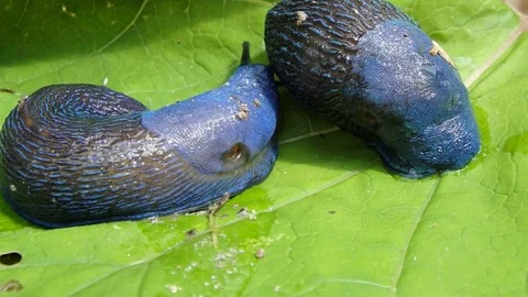 Blue slug Stock Footage 77877786