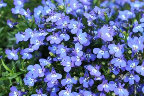 Blue small flower. Stock Photos