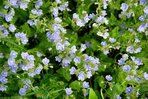 Blue Small Flowers Stock Photos