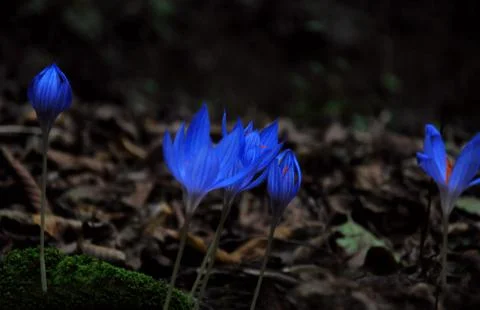 Blue small flowers 스톡 사진