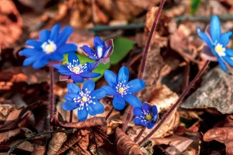 Blue small Hepatica flowers in spring forest Stock-Fotos