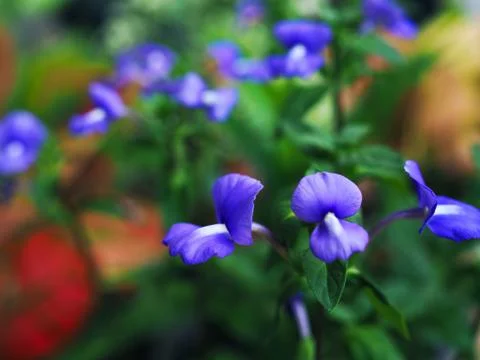 Blue small iris shape flower bush, perspective close up Foto stock