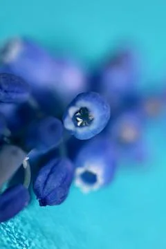 Blue small wild flower macro Muscari neglectum family asparagaceae modern bac Stock Photos