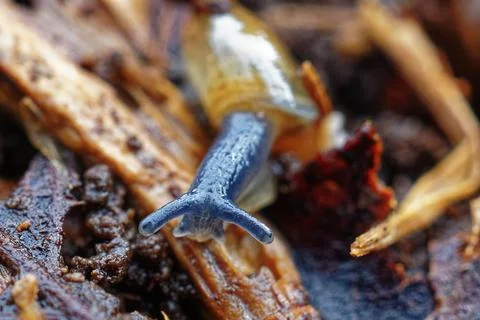 Blue snail Stock Photos