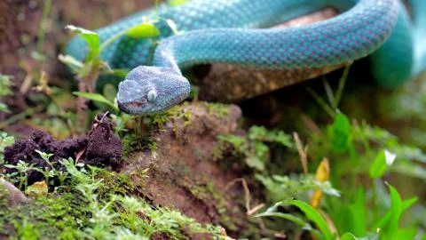 The blue snake is crawling on the ground Stock Photos