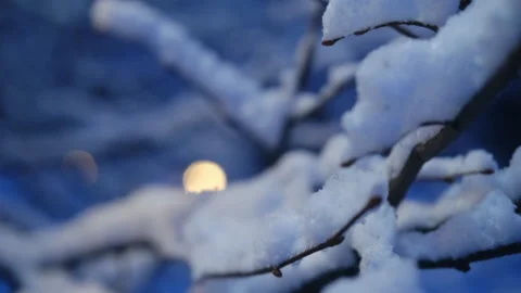 Blue snow on tree branches, beautiful winter Stock Footage 296773535