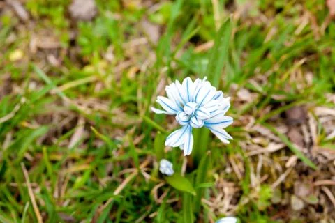 Blue snowdrop on the background of green grass Foto stock