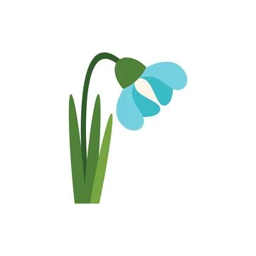 Blue snowdrop flower blooming in springtime graphic illustration Illustration